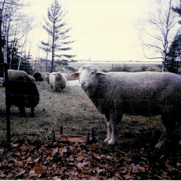 About Us for leatherworking. Hobby farm with sheep